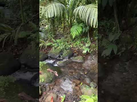 Guatuso Alajuela Video 2026 01 21 at 8 02 22 AM