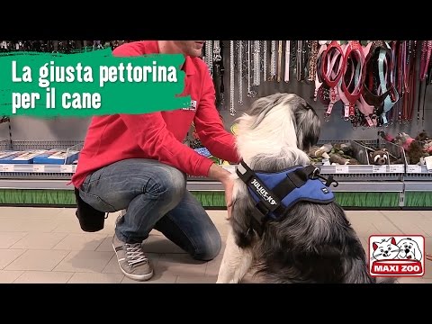 Grave dolore alla schiena come distinguere Malattie del ginocchio umano