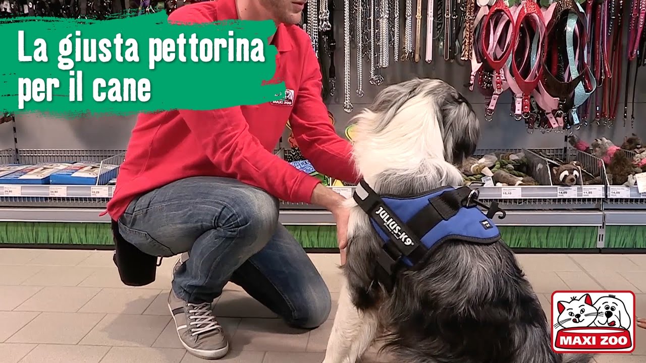 Watch Now TUTORIAL: La giusta pettorina per il cane | Maxi Zoo TUTORIAL: La giusta pettorina per il cane | Maxi Zoo