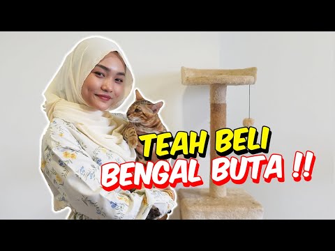 TEAH BELI BENGAL BUTA !! - BAIK NYAA !