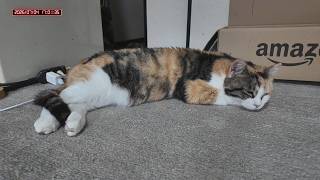 三毛猫フミちゃん　 LIVE配信　2026年7月4日