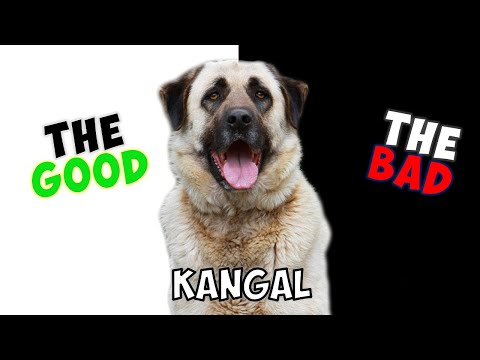 KANGAL SHEPHERD - PROS & CONS