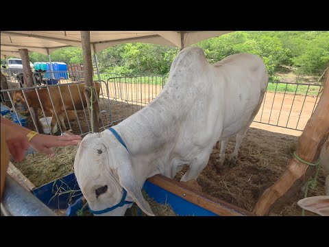 EXPOSIÇÃO E VENDA DE ANIMAIS EM BARRA DE SANTANA PARAÍBA 