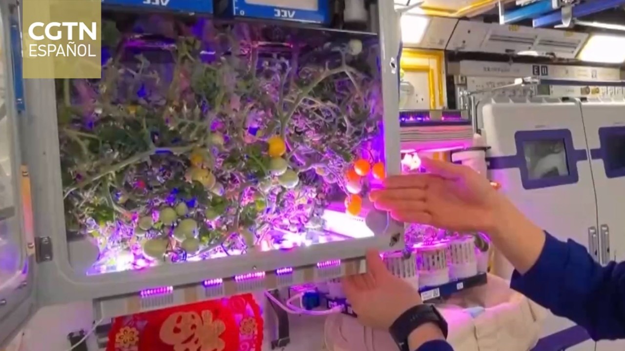 La tripulación de Shenzhou-21 celebra el Año Nuevo chino con la cosecha de tomates espaciales