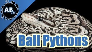 A Closer Look At Ball Python Mutations! : SnakeBytesTV : AnimalBytesTV