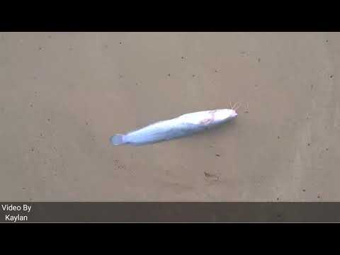 Beaches Full of Barber