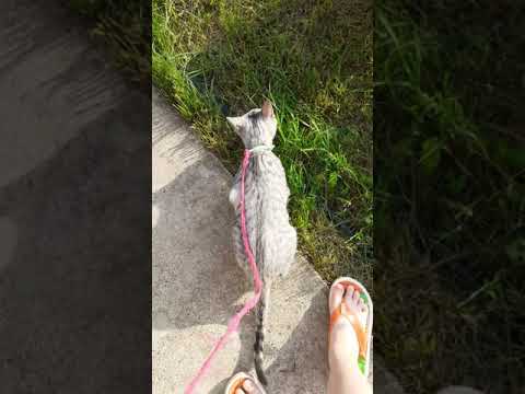 Гуляим с котом во дворе😺