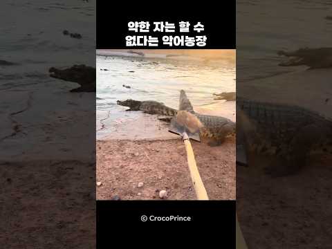 약한 자는 할 수 없다는 악어농장