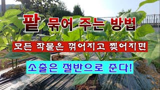 [텃밭농부 1,995]  팥이 꺾이거나 부러지지 않도록 묶어 주는 방법. #팥재배