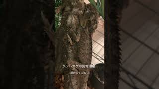クシトカゲの飼育環境です🦎水は動かしてあげないと飲みません #爬虫類 #クシトカゲ