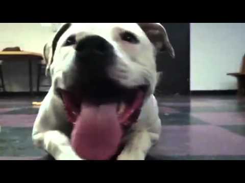 Chance - Watch his Video!, an adopted American Bulldog Mix in Northville, MI_image-1