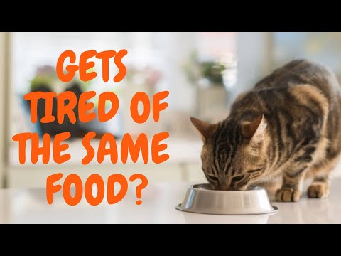 🙀¿Do CATS Get Tired of the Same Food? The truth