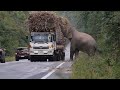 Greedy wild elephant stops passing trucks to steal sugarcane