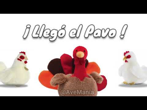 Llegó el Pavo