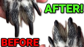 HOW TO SAFELY CLIP YOUR DOGS NAILS AT HOME!