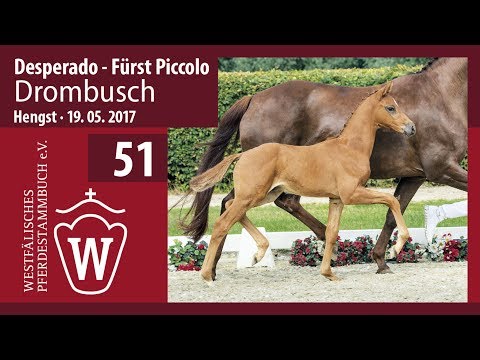 51 Drombusch  Hengst v. Desperado - Fürst Piccolo