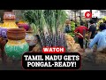 Pongal Fever Grips Tamil Nadu Markets As Demand Of Traditional Items Surge Pongal Celebrations