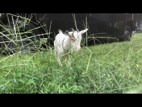 Greatest Lawnmowers Of All Time #gLoat #goat