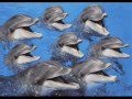 Tangerine Dream - Dolphin Dance