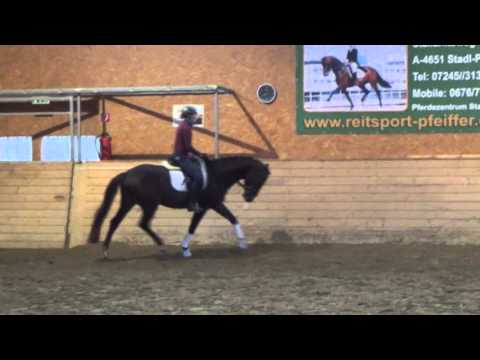 Capuccina von Sir Fidergold/ Davignon II