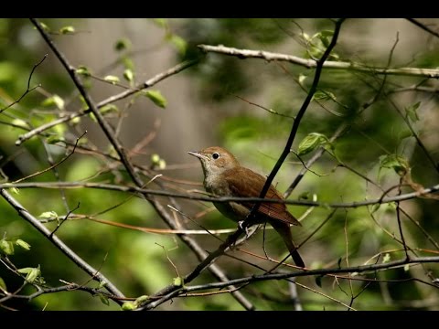 Arany János- A fülemüle