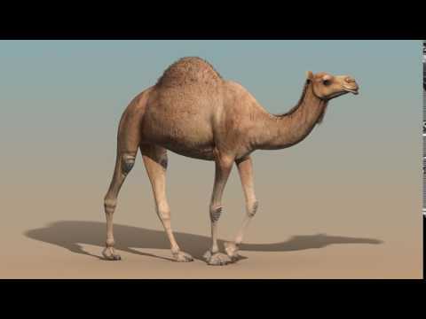 Camel walk cycle animation