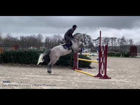 ARIEL 7yo gelding - Athenes d'Amaury x Noble Champion