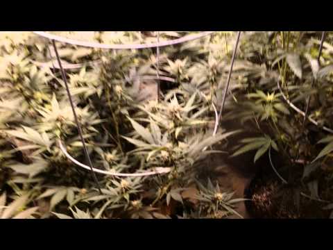 Blackwater OG  16,000 watt room