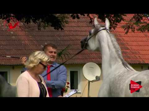 : N.32 VA MAGNIFICA - Scandinavian Open Championship 2017 - Fillies 3 Years old (Class 6)