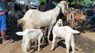 Download lagu 1.350 !! Babon Anak Jantan Harga Murah & Bakalan Jantan !! Pasar Kambing Tuban mp3