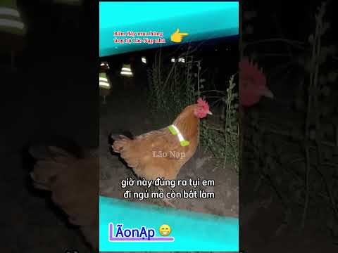 Chuyên án Đồi đom đóm 😅 #laonap