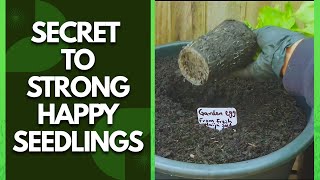 No More Wilting Seedlings! Try the EsteeLicious Transplanting Hack