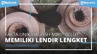 Fakta Unik Biota Laut Mirip Belut yang Punya Lendir Lengket, Bisa Hasilkan Lendir Satu Sendok Teh