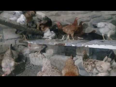 CUCELER VE TOYUQLAR BIR ARADA 2019