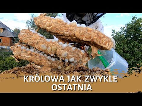 Królowa jak zwykle ostatnia - usuwanie gniazda - likwidacja gniazda - gniazdo szerszeni - szerszenie