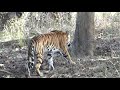 Tiger Magadhi Zone Bandhavgarh