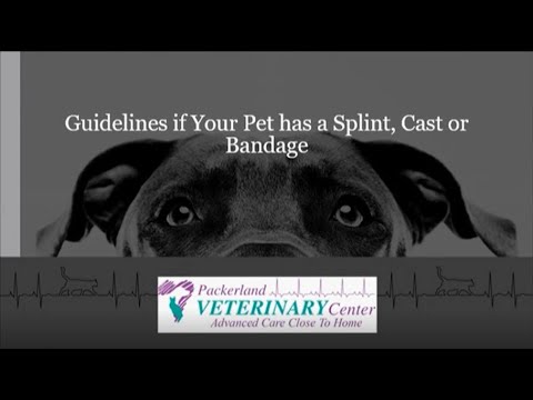 Guidelines If Your Pet Has a Splint, Cast, or Bandage