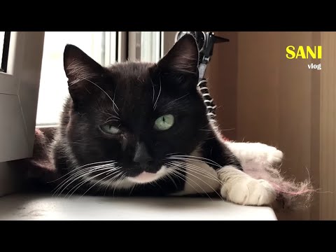 Over 40 ticks! Saving a cat from ticks (English subtitles) / SANI vlog