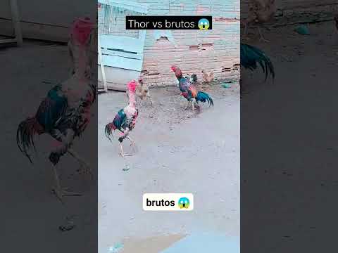 #apaixonado por #galos duelo entre gigantes Thor vs Brutos 😱😱😱😱😱
