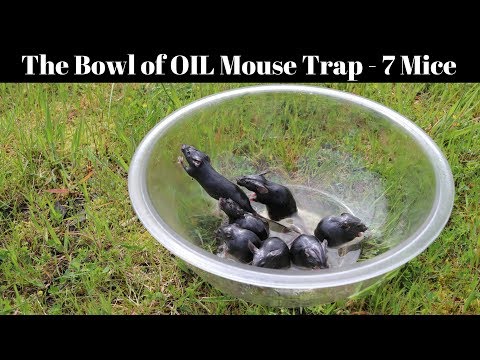 YouTube video about: How to protect furniture from mice?