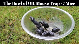 A Bowl Of Peanut Oil Catches 7 Mice In 1 Night - Motion Camera Footage