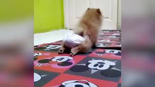 Download lagu Kesetiaan seekor anjing mp3