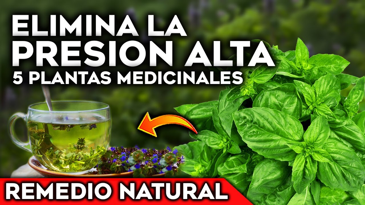 5 Plantas para BAJAR la PRESIÓN ALTA y la HIPERTENSIÓN de forma NATURAL | Cultivar en Casa y Jardin