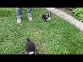Welsh Corgi Pembroke dogs for sale: Jazzy - Video 1