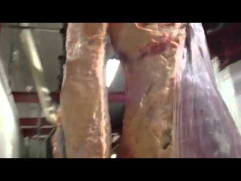 FAENA NOVILLOS(WWW.INFOFAENA.COM.AR)