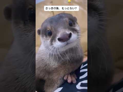 おやつあげたら赤ちゃんカワウソの反応！