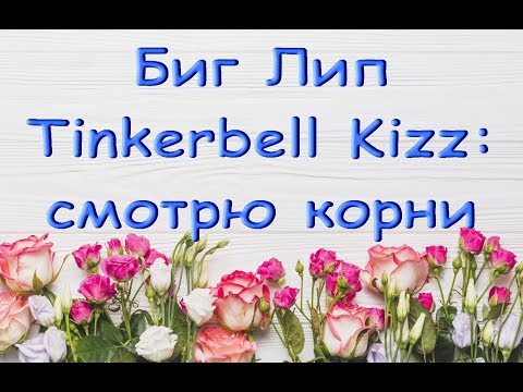 ОРХИДЕЯ phal."Tinkerbell Kizz" BigLip:смотрю КОРНИ (и ругаю ТОЛЬКО СЕБЯ :))