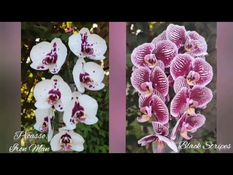 Недооцінені Каскадники: Black Stripes, Picasso, Iron Man, Distraction