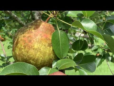 Growing Kieffer Pears from Spring Blooming to Summer Harvest! Complete Process!