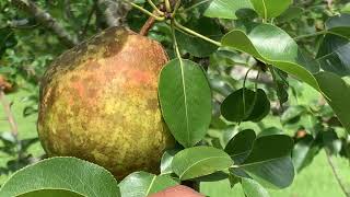 Growing Kieffer Pears from Spring Blooming to Summer Harvest! Complete Process!